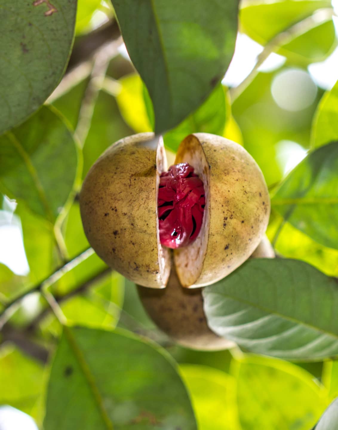 MATERIAS PRIMAS PARA UNA EXCELENCIA GARANTIZADA