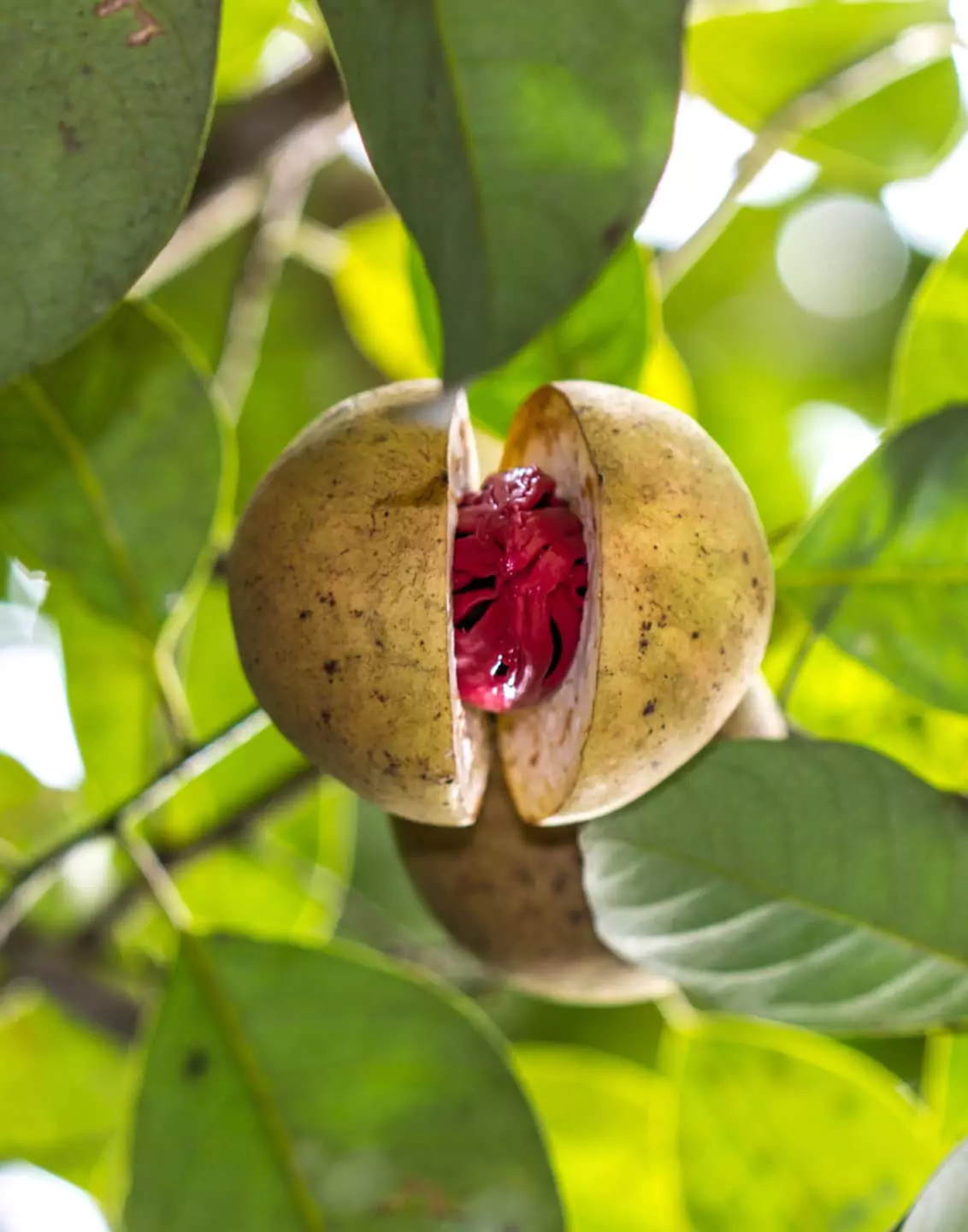 MATIÈRES PREMIÈRES D'EXCEPTION : L'EXCELLENCE GARANTIE